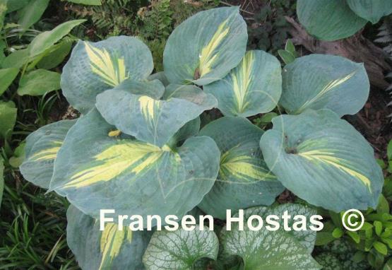 Hosta Dream Queen